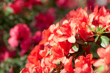 Background of a beautiful Azalea flowers. Bush of beautiful spring flowers blooming in the garden close up.