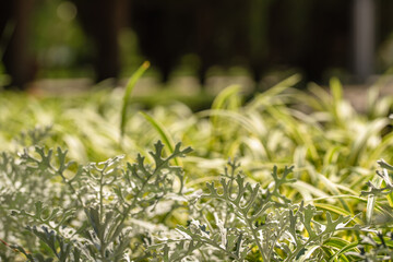 Abstract natural background of decorative plant similar to grass