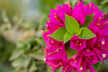 Selective focus, Pink bougainvillea flowering in spring
