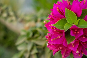 Selective focus, Pink bougainvillea flowering in spring