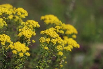Obraz premium Yellow flowers in spring, Yarrow Hydrosol