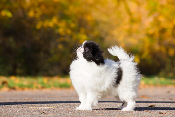 Japanese chin dog in beautiful colorful autumn.	