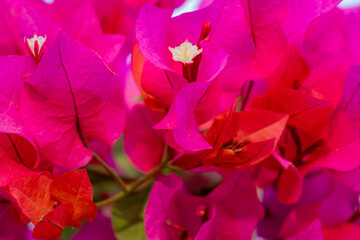 Selective focus, Pink bougainvillea flowering in spring