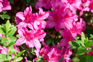 Obraz premium Blooming pink azalea flowers background. Beautiful vibrant flowers with green leaves.