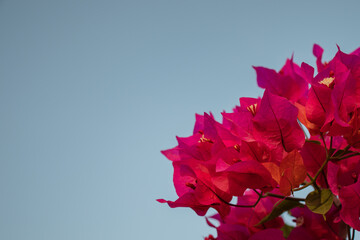 Selective focus, Pink bougainvillea flowering in spring