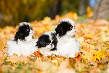 Japanese chin dog in beautiful colorful autumn.	