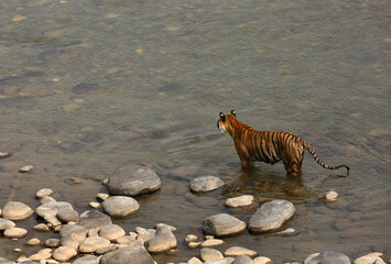 Fototapeta na wymiar Tigress stood up while resting in Ramganga river, Jim Corbett National Park