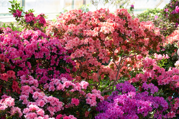 Multicolored Azalea bushes in the garden. Blooming bushes of colorful azalea flowers at spring. Beautiful floral background.