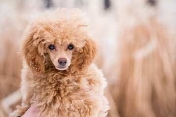 Beautiful poodle puppy posing outside in the snow.