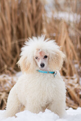 Beautiful poodle puppy posing outside in the snow.