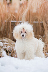 Beautiful poodle puppy posing outside in the snow.