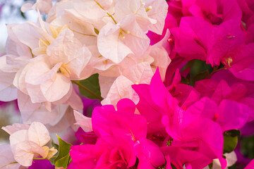 Fresh lot of pink Allamanda Flowers with blooming at outdoor garden