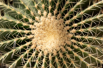 Close up of golden barrel of Echinocactus grusonii. Exotic prickly plant close up. Top view.