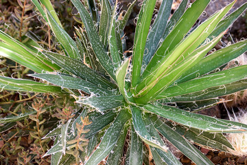 Close up spiky green cactus Aloe Vera in the garden. Close up of succulent growing outdoors.