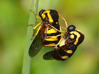 Flies mating (Cyrtus gibbus)