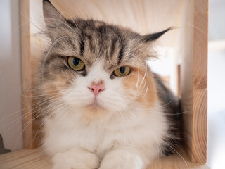Calico Persian cat on cat shelf or cat step looking at camera. Copy space provided.