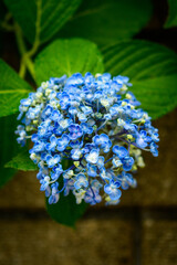 梅雨時期の青い花