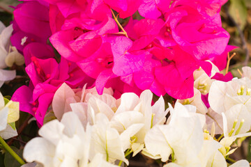 Fresh lot of pink Allamanda Flowers with blooming at outdoor garden