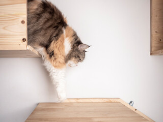 Calico Persian cat on cat shelf or cat step, steping down. Absent minded cat. Copy space provided.