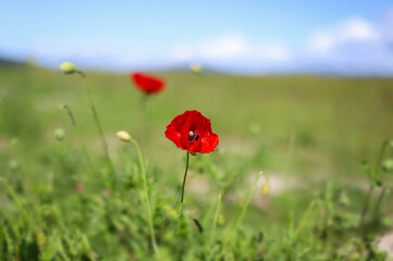 Red poppy in the field