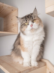 Calico Persian cat on cat shelf or cat step looking at camera. Copy space provided.
