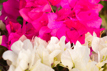 Fresh lot of pink Allamanda Flowers with blooming at outdoor garden