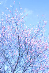 青空に梅