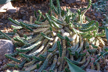 Myrtillocactus cochal growing outdoors. Succulent plant growing in the botanical garden.
