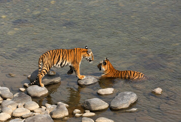 Tiger cub moving towards his mother in Ramganga River, Jim Corbett