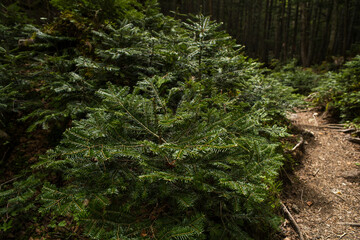 Fototapeta premium シラビソの森の若葉