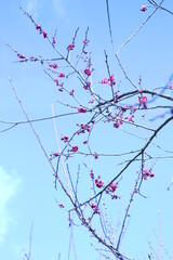 青空に梅