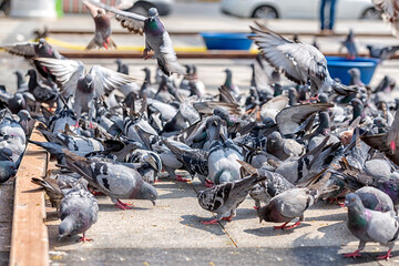 Fototapeta premium Some people feeding pigeons in the city.