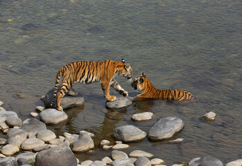 Fototapeta na wymiar Tigress Parwali and her cub in Ramganga river, Jim Corbett National Park