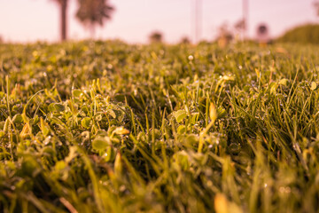 Green grass seamless texture. Seamless in only horizontal dimension.