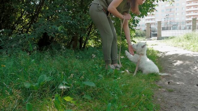 Little puppy terrier walking outside in green foliage with a young girl. SlowMo