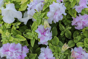 Blossom pink and white terry petunia. Petunia in the summer garden on the flowerbed