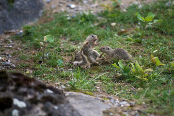Europäischer Ziesel spielen miteinander

