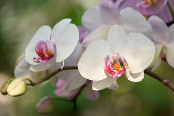 Fototapeta premium Close up of a beautiful white Orchid Phalaenopsis. Blooming Orchid flowers in the botanical garden close up. Beautiful decorative plant.