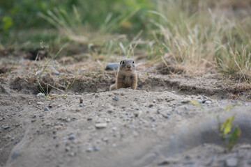 Europäischer Ziesel passt auf
