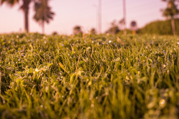 Green grass seamless texture. Seamless in only horizontal dimension.