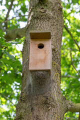 Procession caterpillar nest on tree below a bird box. Birds are very important in the combat of Procession caterpillar