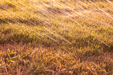 Green grass seamless texture. Seamless in only horizontal dimension.