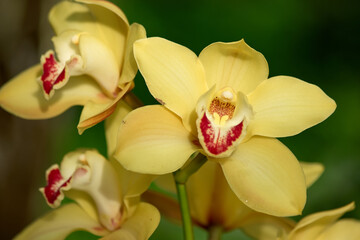 Close up blooming yellow Orchid flower on green background. Blossom of tropical plant close up. Beauty of nature.