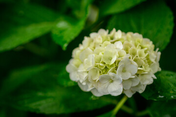 紫陽花