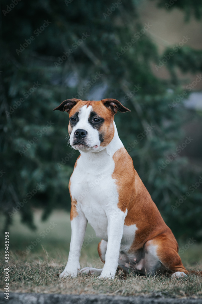 Wall mural American staffordshire terrier dog posing outside.