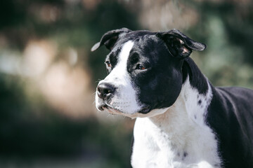 American staffordshire terrier dog posing outside.