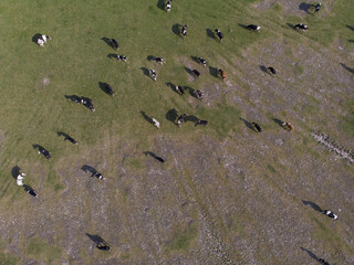 Fototapeta na wymiar A herd of cows in the field. Livestock concept. Aerial photography.