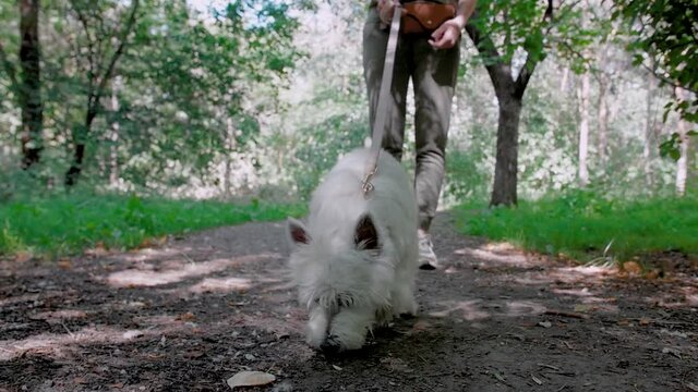 Little puppy terrier walking outside in green foliage with a young girl. SlowMo