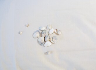 Flat lay image of white pillow with small cute sea shells. Summer vacation by the sea concept.