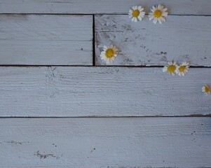 Fototapeta premium Flat lay image of Chamimole on rystic light blue background. Copy space